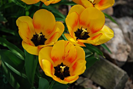 Foto: Tulpen im April