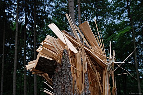 Foto: gesplitterter Holzstumpf