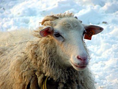 Foto: liegendes Schaf im Schnee