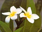 Frangipani