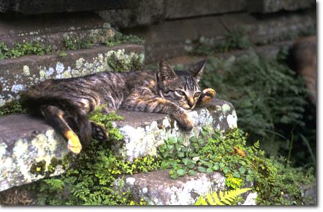 Meine Sicht - The Cat
