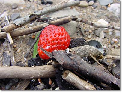 Bild: Erdbeere, Strandgut am Rhein