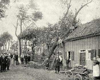 Foto: umgestrzter Baum an der Burger Landstrae