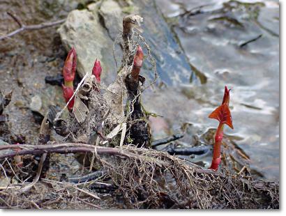 Knospen - Japanischer Staudenknterich