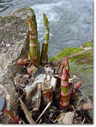 Knospen - Japanischer Staudenknterich