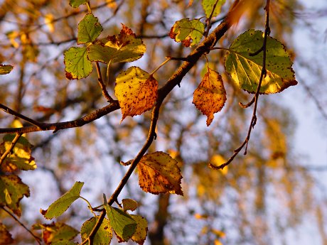 Foto: (c)2006 Michael Tettinger - Herbstliches Laub