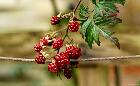 Foto: Brombeeren