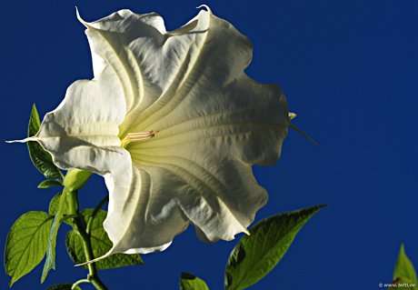 Foto: Gemeiner Stechapfel (Datura stramonium)