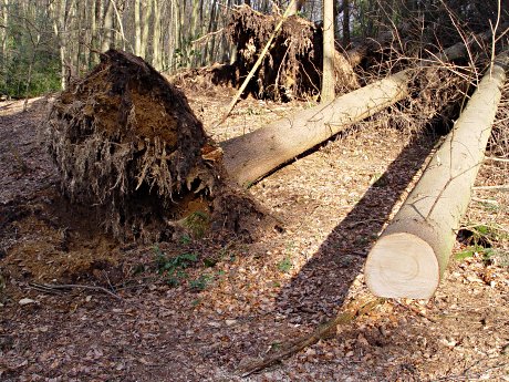 Foto: entwurzelte Nadelbume