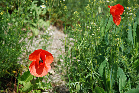 Foto: Klatschmohn