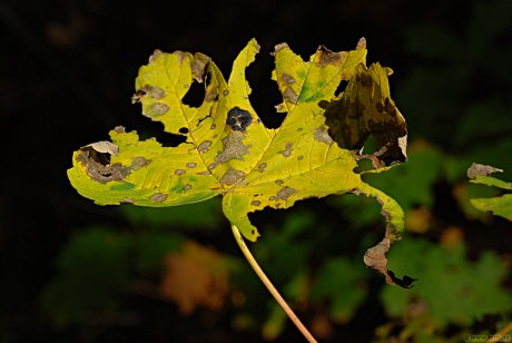 Foto: Blatt, verwelkend