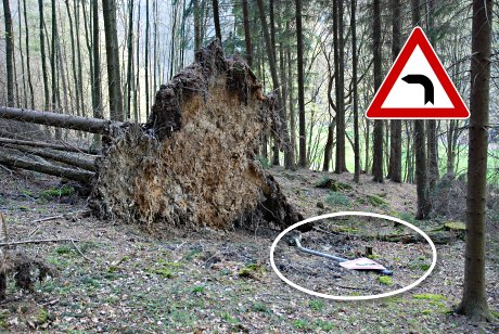 Foto: Durch Sturm Kyrill entwurzelte Fichte