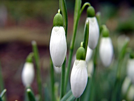 Foto: Kleines Schneeglckchen