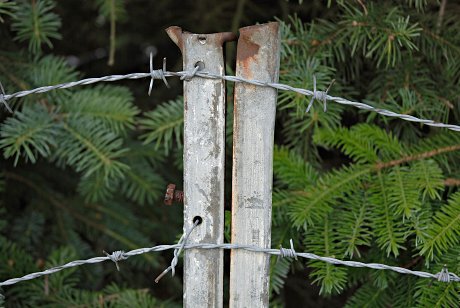 Foto: Nadelbume hinter Stacheldrahtzaun