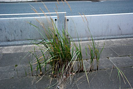 Foto: Fahrstreifenbegrenzung