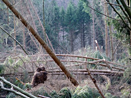 Foto: umgestrzte Nadelbume