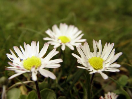 Foto: Gnseblmchen (Bellis perennis)