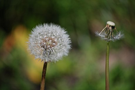 Foto: Pusteblume