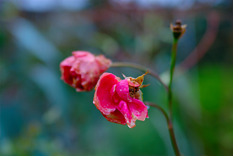 Foto: Rosenblten