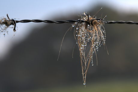 Foto: Haare an Stacheldraht mit Tau