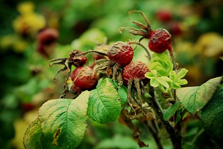 Foto: Herbstliches