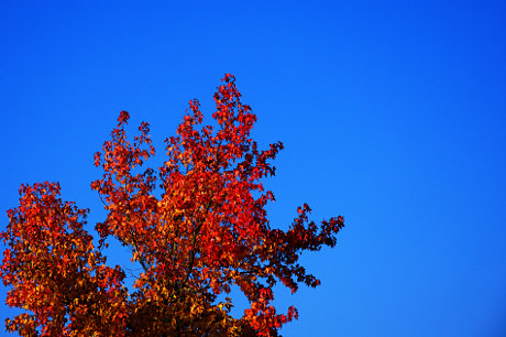 Foto: Laub mit blauem Himmel