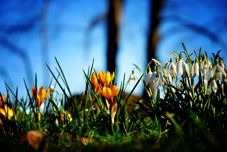 Foto: Schneegloeckchen und Krokus