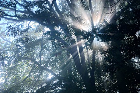 Foto: Morgennebel im Tal der Wupper