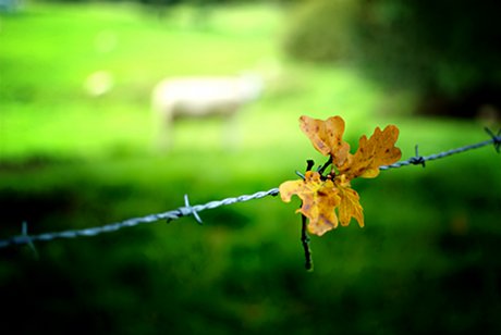 Foto: Eichenlaubblatt an Stacheldraht