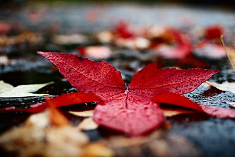 Foto: Macro rotes Blatt auf Erdboden