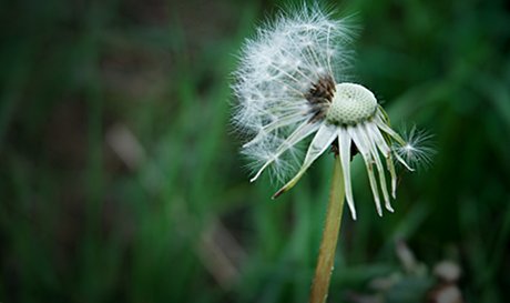 Foto: Pusteblume