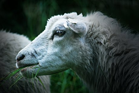 Foto: grasfressendes Schaaf