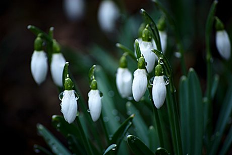 Foto: Schneeglckchen