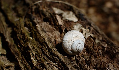Foto: Weinbergschnecke auf Baumstamm im Weinsbergtal