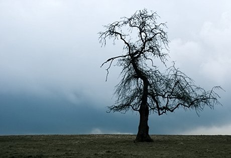 Foto: Obstbaum