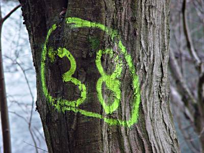 Foto von einem Baumstamm, per Spraydose mit umrundeter 38 markiert