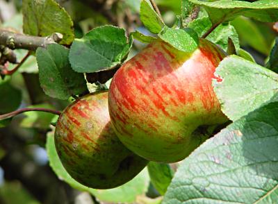 pfel am Baum