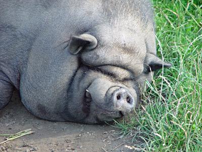 Ein Schwein vom Typ Hängebauch beim verdienten Schönheitsschlaf