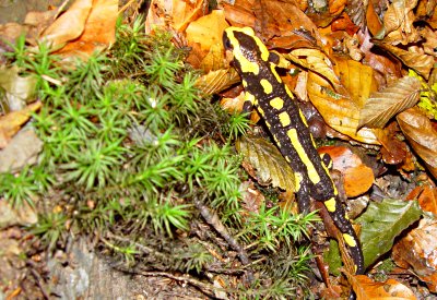 Feuersalamander