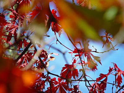 Herbst-Laub