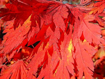 Herbstliche Impressionen - Ahorn