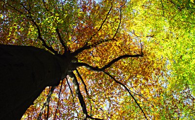 Buche im Herbst