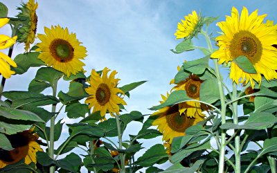 Sonnenblumen